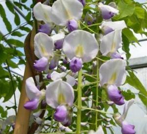 Wisteria floribunda 'Macrobotrys'