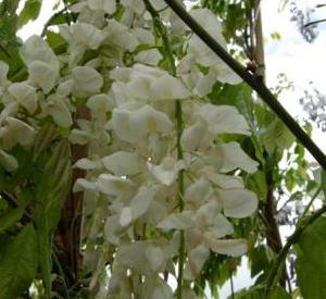 Wisteria sinensis 'Alba'