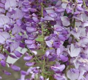 Wisteria sinensis 'Amethyst'