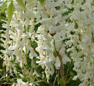 Wisteria sinensis 'Jako'