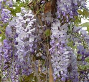 Wisteria sinensis 'Prolific'