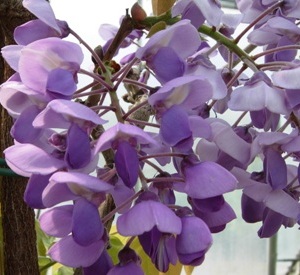 Wisteria venusta 'Violacea'