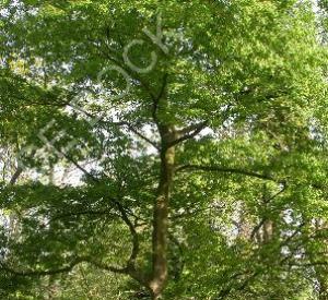 Zelkova serrata