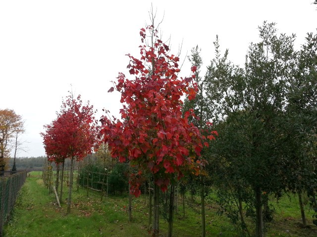 Acer rubrum 'Fairview Flame'