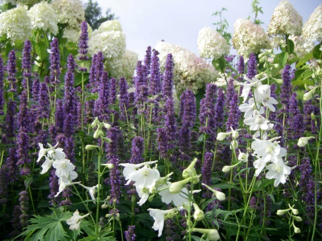 Agastache 'Blue Fortune' in combinatie met witte Delphinium en Hydrangea paniculata 'Limelight'.