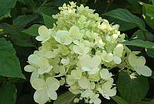 Hydrangea paniculata 'Limelight'