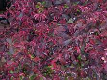 Cornus canadensis