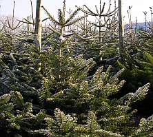 Abies nordmanniana