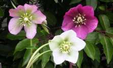 Helleborus orientalis