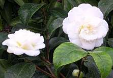 Camellia japonica 'Nobilissima'