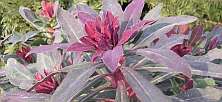 Euphorbia amygdaloides 'Purpurea'