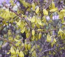 Forsythia 'Marée d'Or' of 'Courtasol'