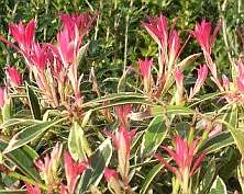 Pieris japonica 'Flaming Silver' 