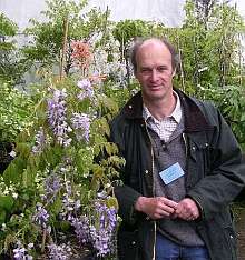 Wisteria sinensis 'Prolific'