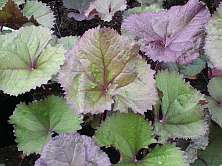 Ligularia dentata 'Othello' 