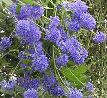 Ceanothus 'Concha'