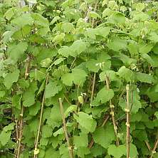 Vitis vinifera 'Roland'
