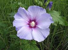 Hibiscus syriacus 'Oiseau Bleu'