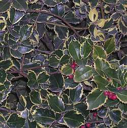 Ilex aquifolium 'Rubricaulis Aurea'