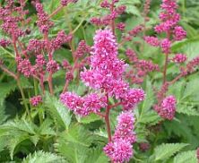 Astilbe 'Köln'