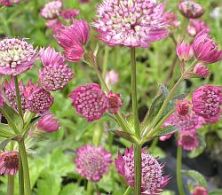 Astrantia major 'Rubra' 