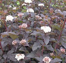 Physocarpus opulifolius 'Diabolo'