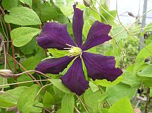 Clematis durandii