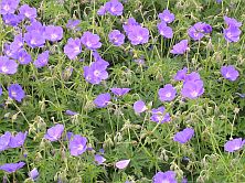 Geranium 'Orion'