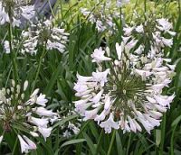 Agapanthus