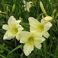 Hemerocallis 'Icecap'