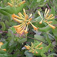 Lonicera 'Yellow Trumpet'