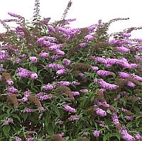 Buddleja davidii 'Pink Delight'