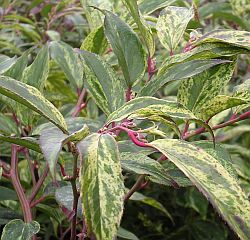 Leucothoe walteri 'Rainbow'