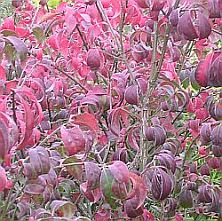 Euonymus alatus 'Compactus' 