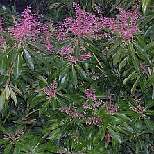 Pieris 'Forest Flame'