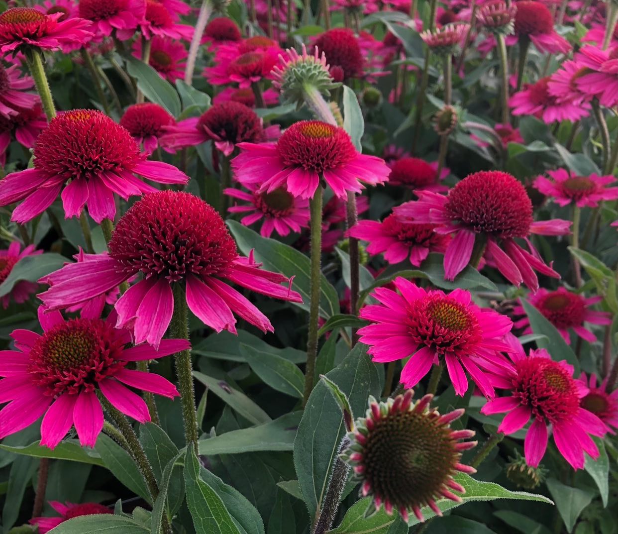 Echinacea purpurea 'Delicious Candy'