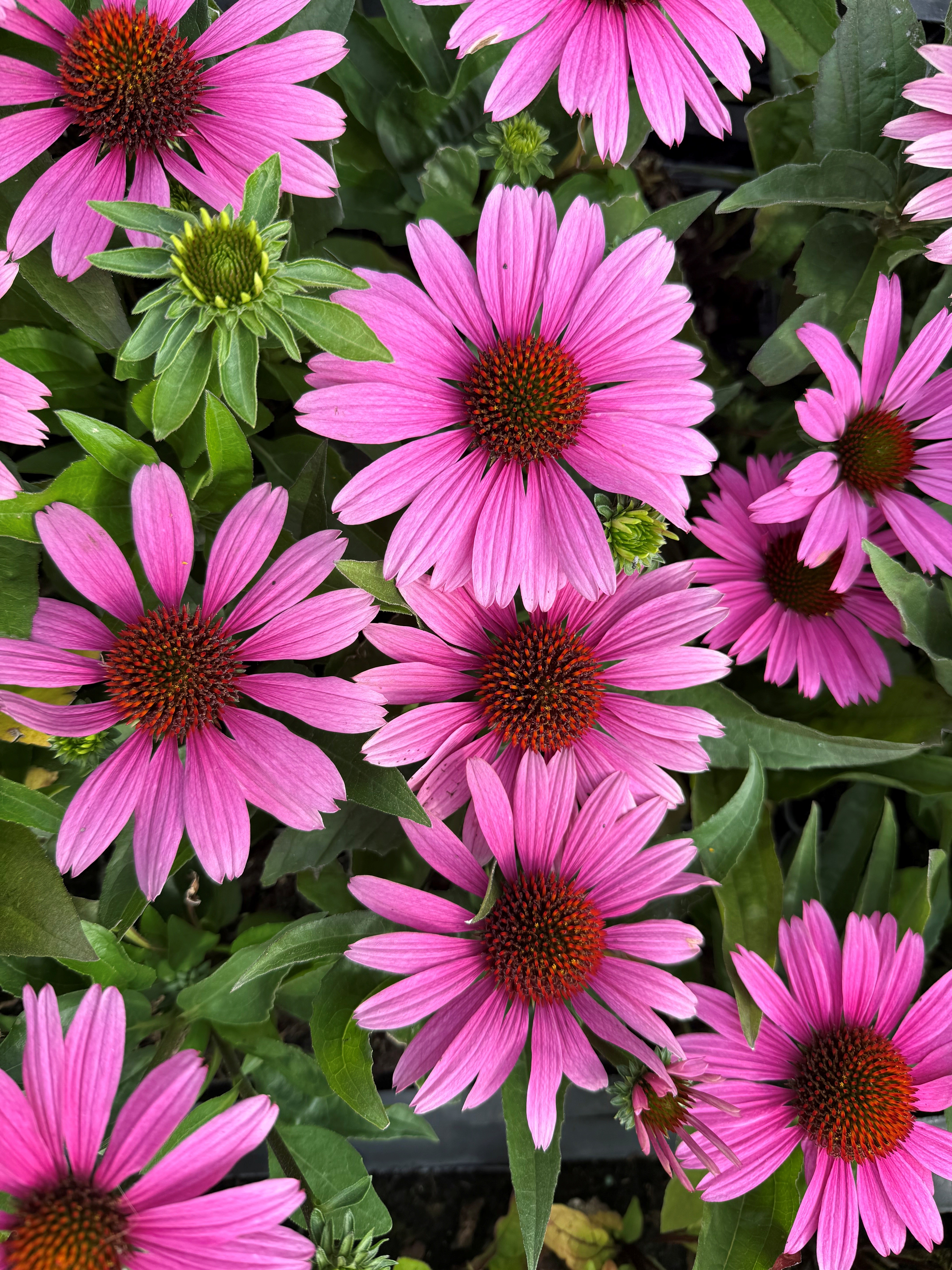 Echinacea purpurea 'Sunseekers Pink'