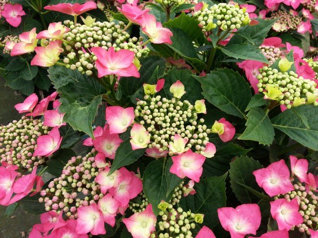Hydrangea macrophylla 'Kardinal'. Mooie terrasplanten in bloei vanaf 13.50/stuk