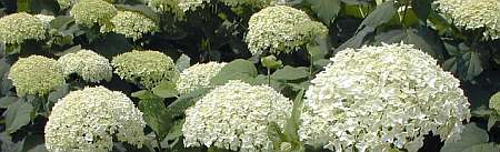 Hydrangea arborescens 'Annabelle'