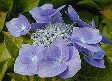 Hydrangea macrophylla 'Blue Wave' (teller-hybride)