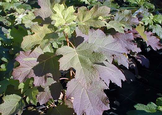 Hydrangea quercifolia