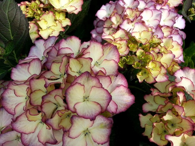 Hydrangea macrophylla 'Adula Blauw' - 22.50 euro/stuk