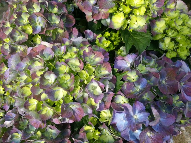 Hydrangea macrophylla 'Gemini' - 13.50 euro/stuk