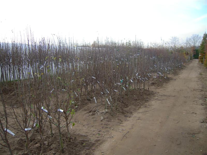 Een ruim assortiment fruit- en loofbomen is beschikbaar in de kuilhoek.  U kan ter plaatse uw keuze maken.