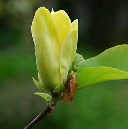 Magnolia 'Yellow River'