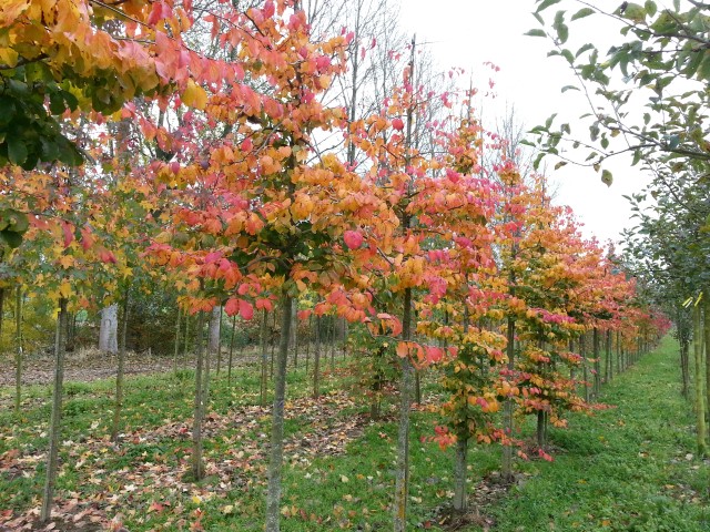 Parrotia persica
