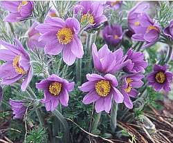 Pulsatilla vulgaris 'Violet'