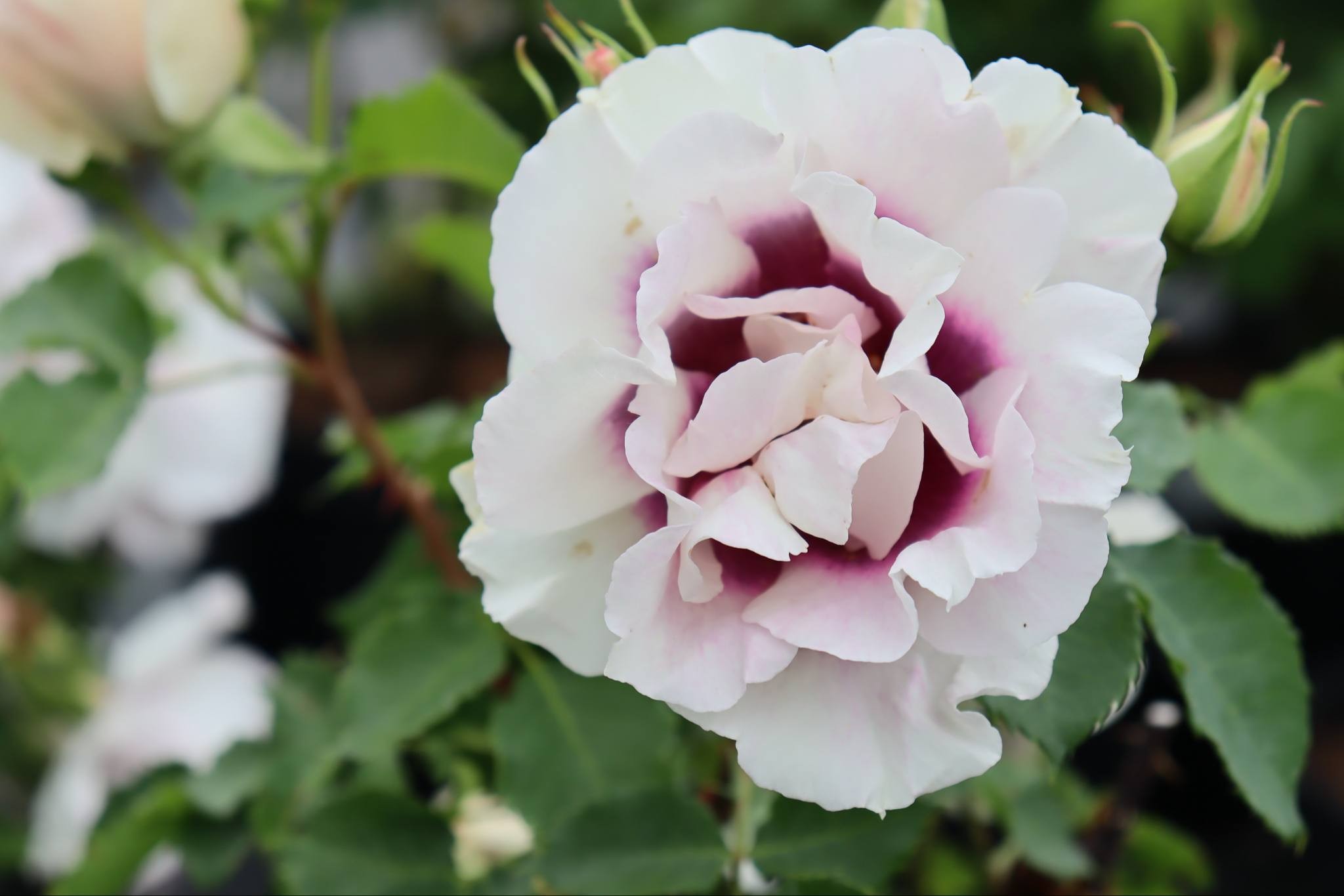 Rosa 'Eyes for You'