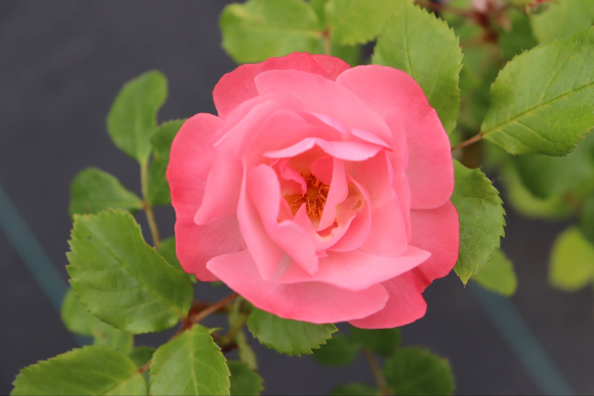 Rosa 'Jacky's Favorite'