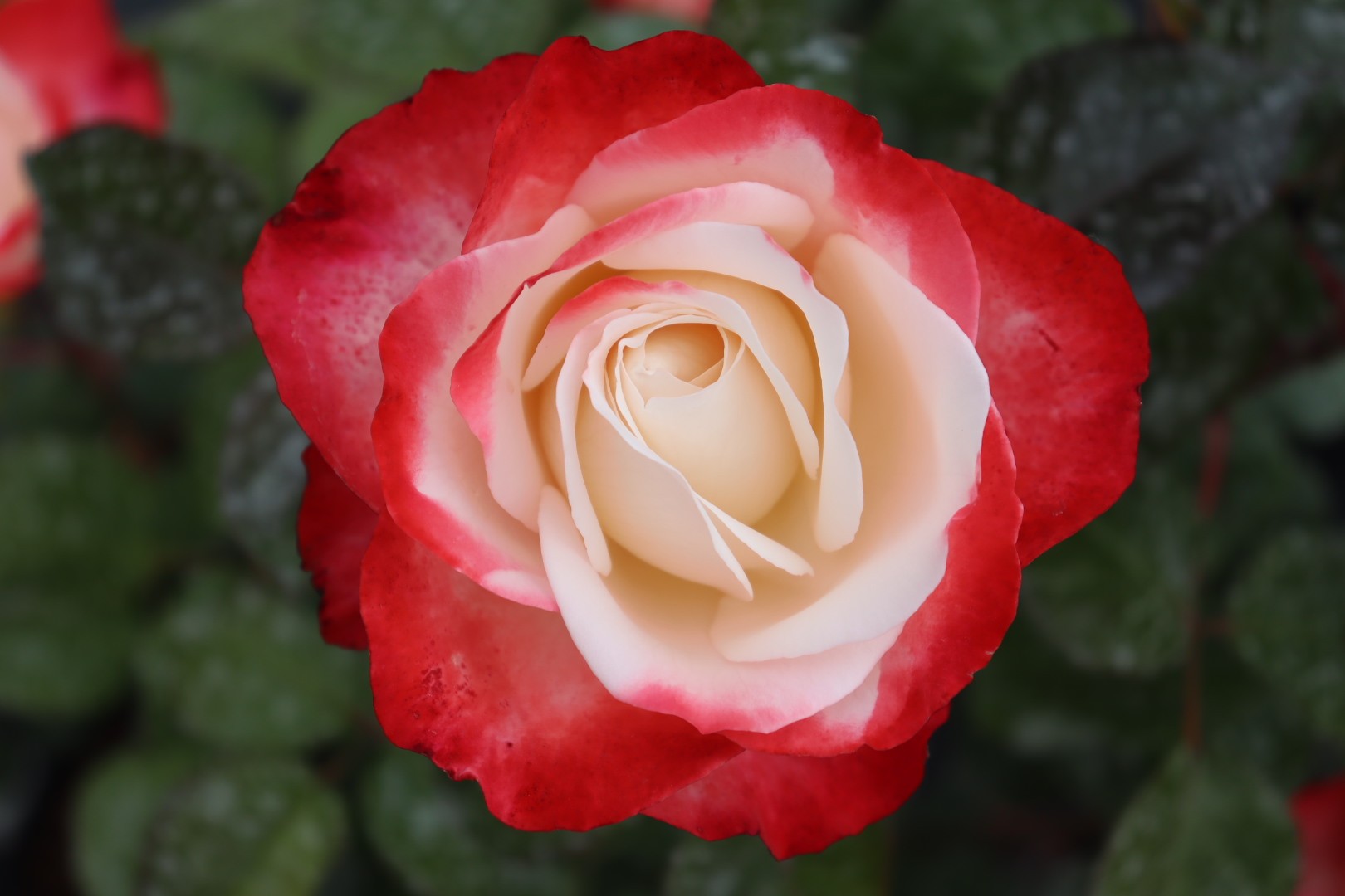 Rosa 'Nostalgie' ®